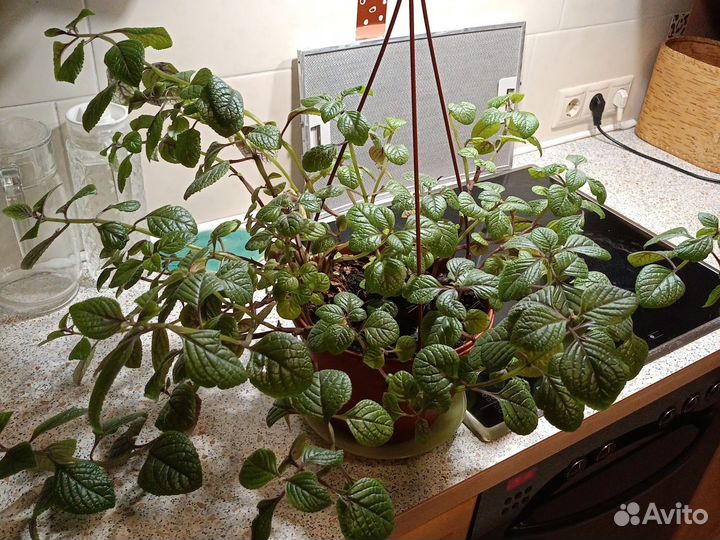 Комнатное растение плектрантус, комнатная мята