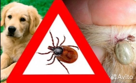 Обработка собак и котов от клещей