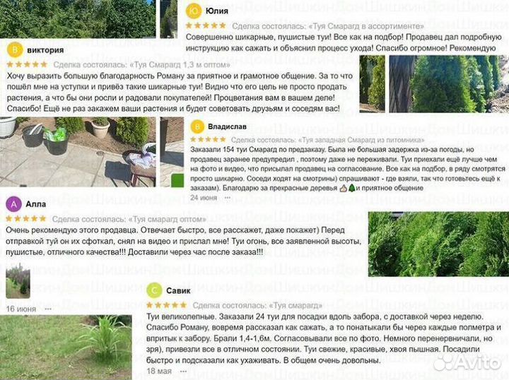 Туя Смарагд