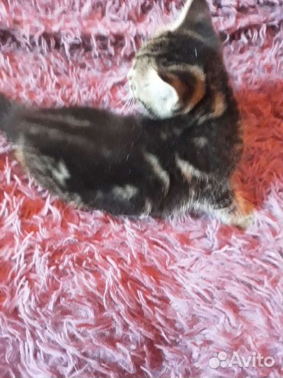 Котята помесь с британцем