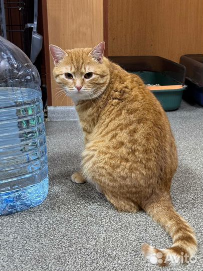 Кот в добрые руки