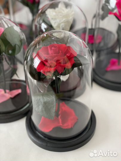 Роза в колбе