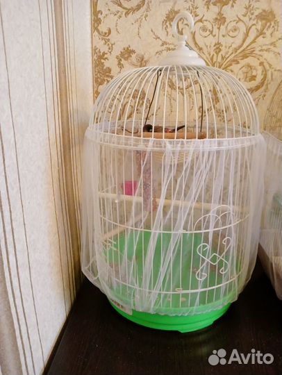 Амадины