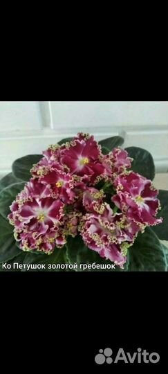 Фиалка сортовая