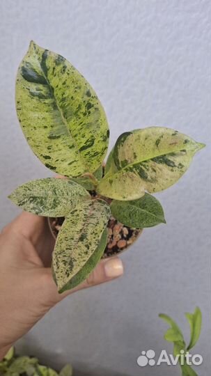 Фикус шривериана