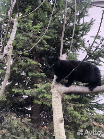 Котята от домашней кошки