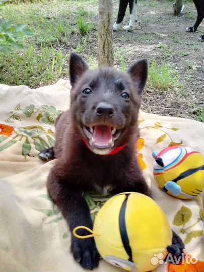 Щенок в добрые руки