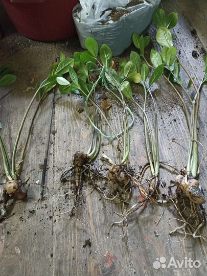 Домашние растения цветы