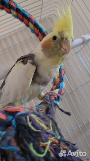 Попугай корелла с клеткой