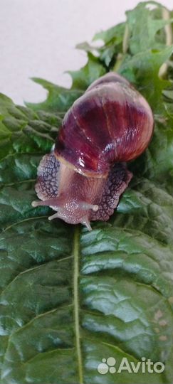 Улитки Ахатины