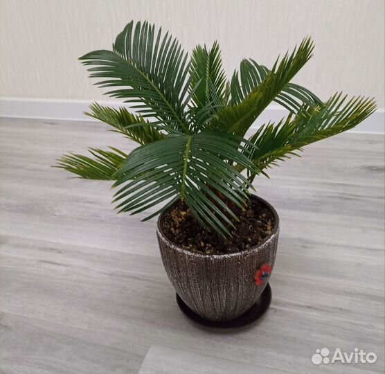 Цикас революта