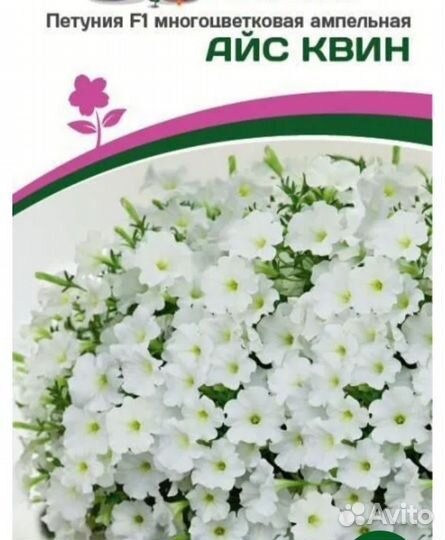 Рассада петунии