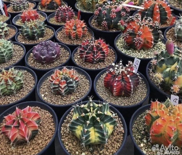 Красивые редкие кактусы