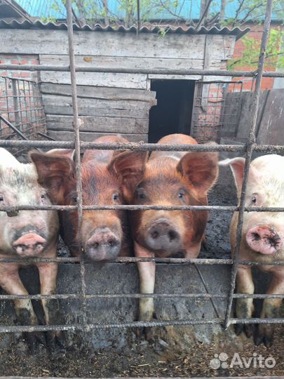 Поросята