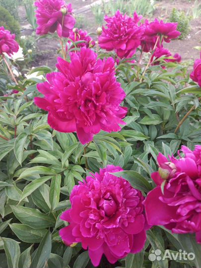 Пионы саженцы