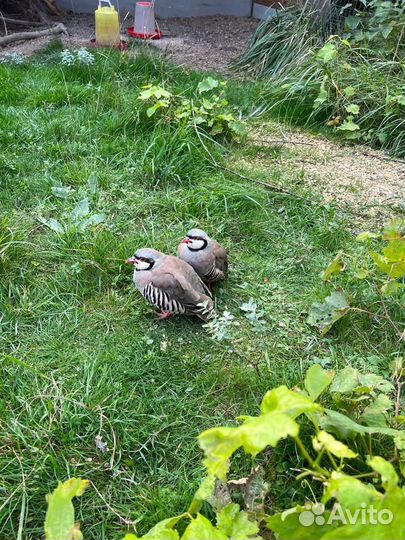 Горная куропатка (кеклик)