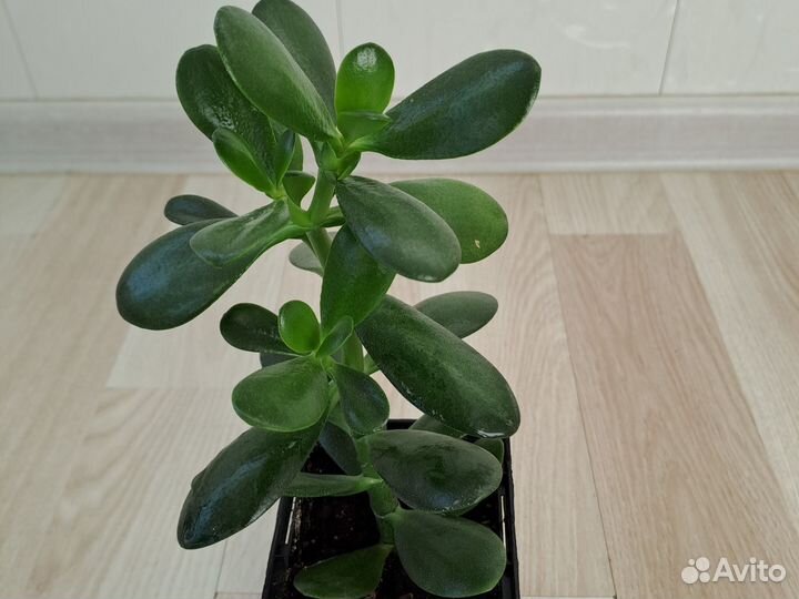 Толстянка (Crassula ovata)