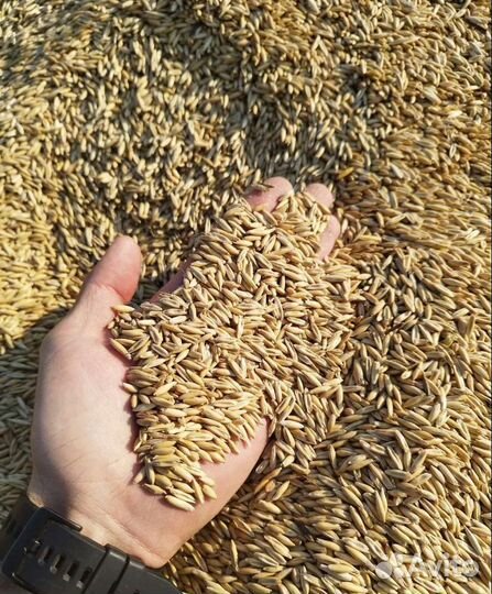 Рожь озимая, Фуражная кукуруза на корм