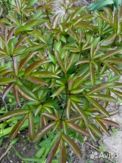 Цветы садовые