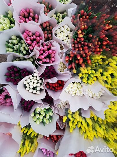 Луковицы тюльпанов для озеленения