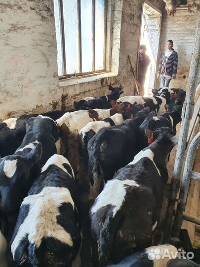 Бычки и телки