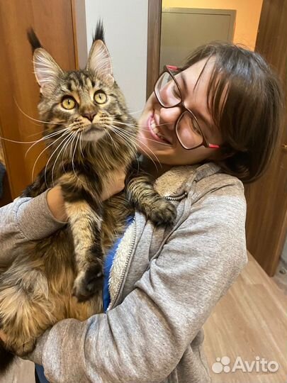 Стерилизация и кастрация кошек и собаки