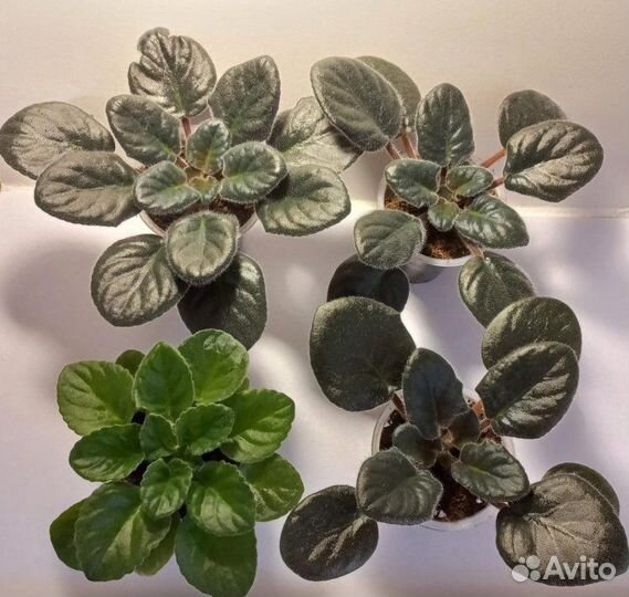 Фиалки сортовые (детки)