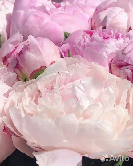 Букет розы 101 51 пионы круглосуточно 24 7