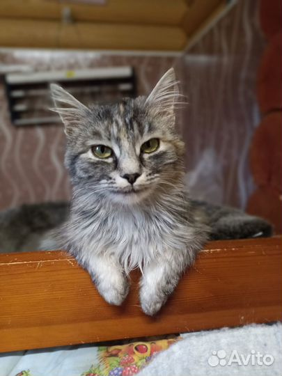Кошечка в добрые руки