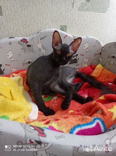 Канадский сфинкс браш