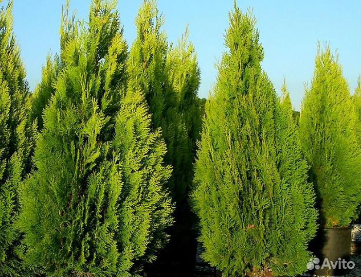 Туя восточная книжка