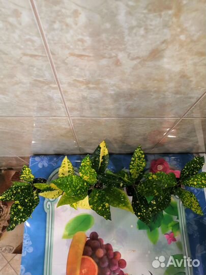 Кодиеум кротон, сорт Голд Сан