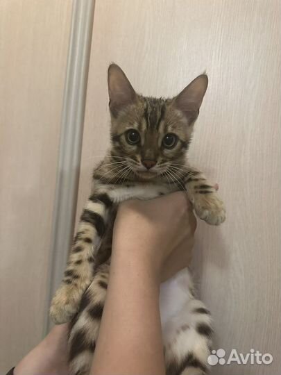 Бенгальские котята