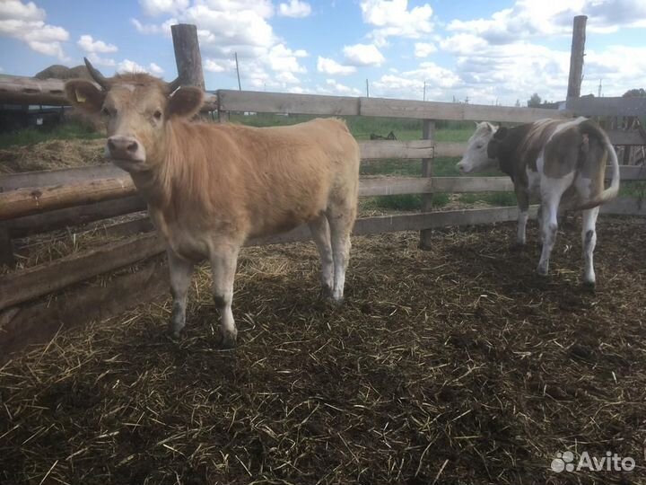 Корова дойная, телята, поросята