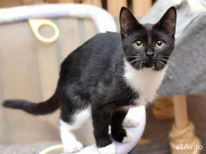 Кошка в дар