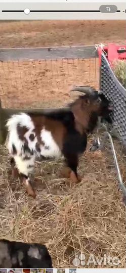 Камеруно - нигерийские козлята