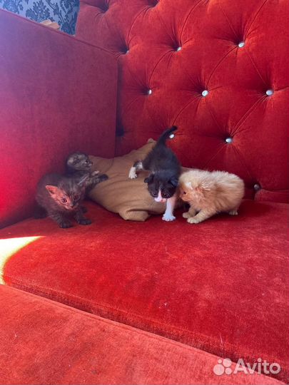 Вислоухие котята