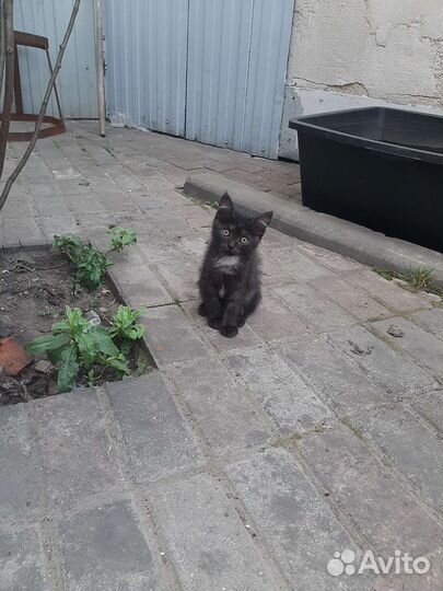 Котята 2,5 мес