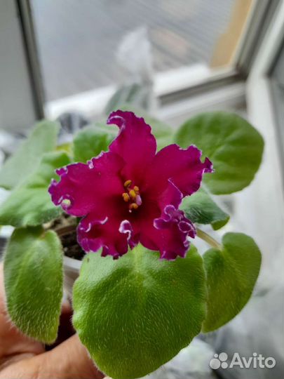 Узумбарская фиалка