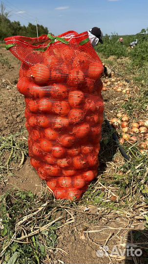 Лук репчатый оптом