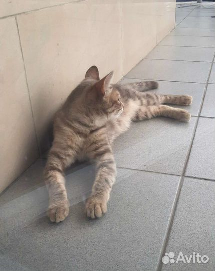 Молодая зеленоглазая кошечка в добрые руки