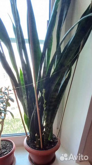 Сансевиерия