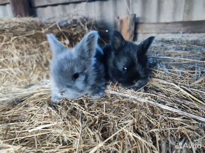 Декоративные кролики