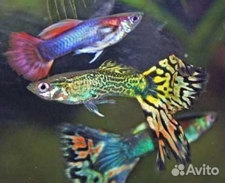 Рыбки гуппи