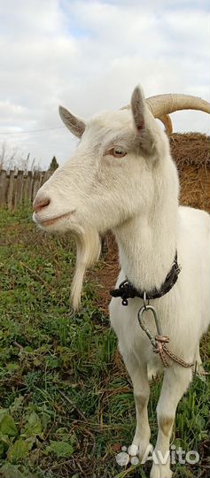 Зааненская коза