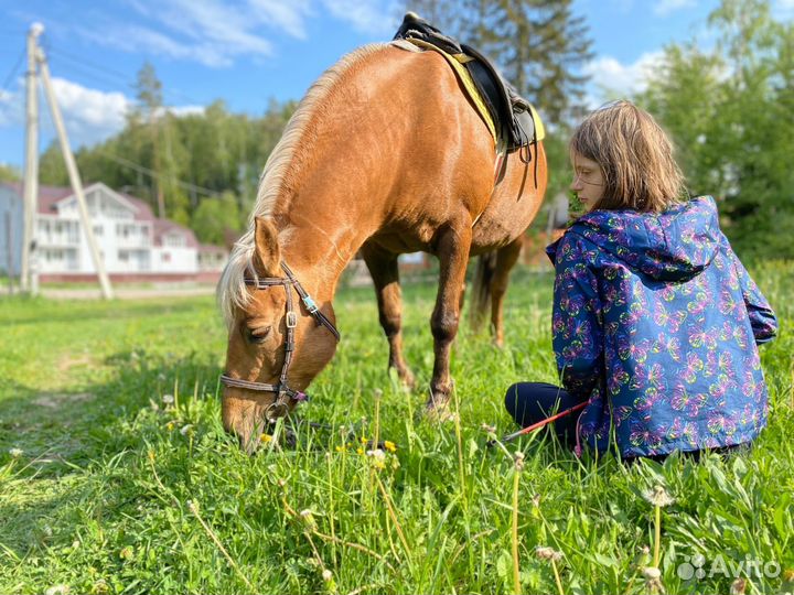 Конные прогулки