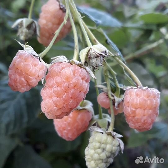 Малина ремонтантная саженцы