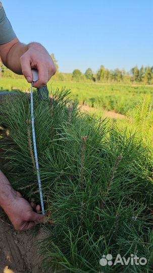 Саженцы сосны и ели окс от производителя