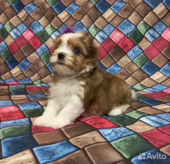 Девочка, мраморный йорк, цветной йорк