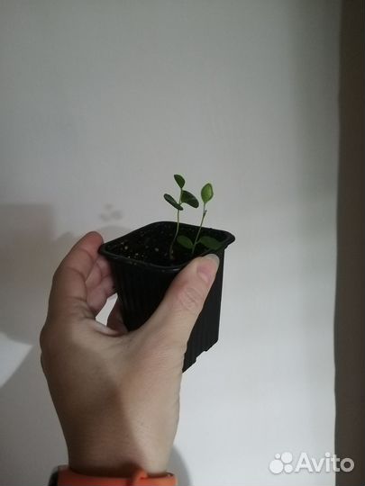 Гуаява псидиум